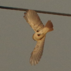 Lanius isabellinus