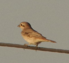 Lanius isabellinus