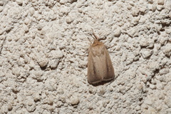 Sesamia nonagrioides