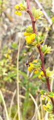 Brachycera