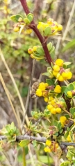 Brachycera