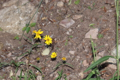 Heliopsis parvifolia