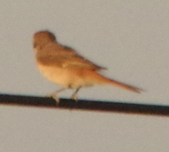 Lanius phoenicuroides