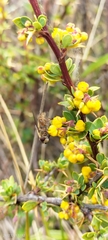 Brachycera
