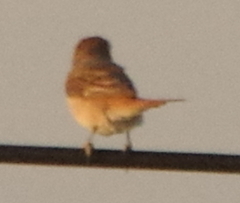 Lanius phoenicuroides