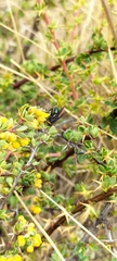 Calyptratae