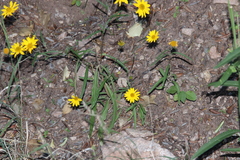 Heliopsis parvifolia