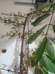 Combretum paniculatum