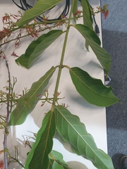 Combretum paniculatum