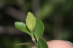 Fraxinus greggii