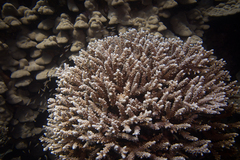 Acropora hemprichii