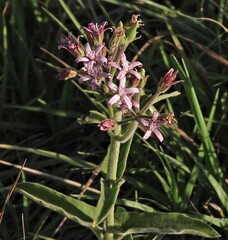 Oxypetalum solanoides