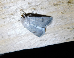 Caradrina kadenii
