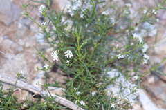 Stenaria nigricans