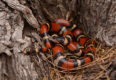 Lampropeltis annulata