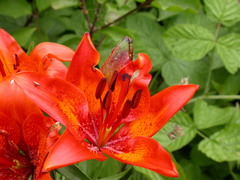 Lilium bulbiferum