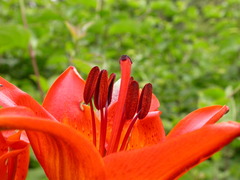 Lilium bulbiferum