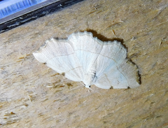 Eilicrinia trinotata