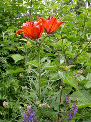 Lilium bulbiferum