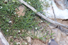 Stenaria nigricans