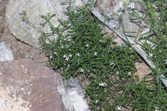 Stenaria nigricans