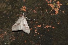 Mecyna asinalis