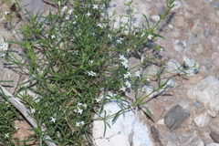 Stenaria nigricans
