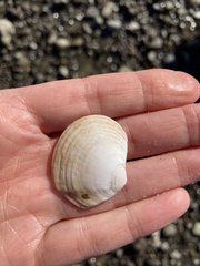 Semele