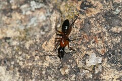Camponotus texanus