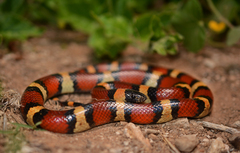 Lampropeltis annulata