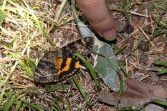 Catocala desdemona