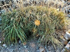 Leymus mollis mollis