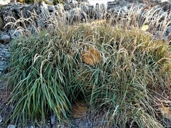 Leymus mollis mollis