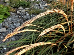 Leymus mollis mollis