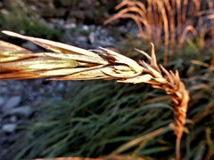Leymus mollis mollis