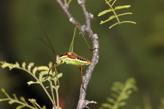 Obolopteryx oreoeca