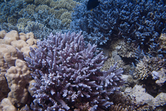 Acropora hemprichii