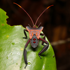 Prionolomia
