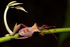 Prionolomia