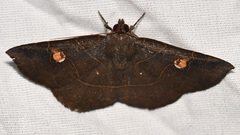 Antapistis