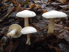 Hygrophorus