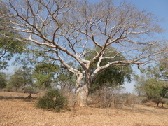 Adansonia digitata