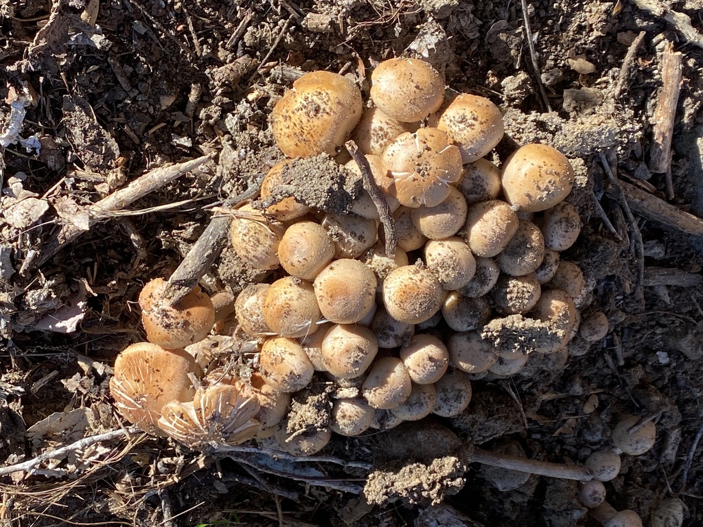 Common Gilled Mushrooms and Allies from Mission Trails Regional Park