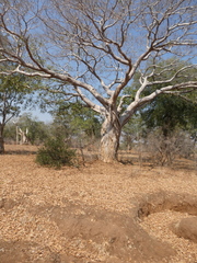 Adansonia digitata