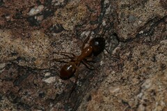 Camponotus festinatus