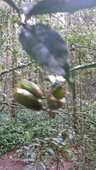 Clerodendrum rubellum