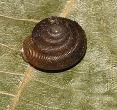 Gastropoda
