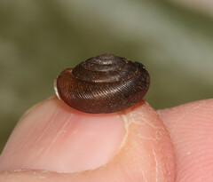 Gastropoda