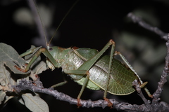 Paracyrtophyllus excelsus
