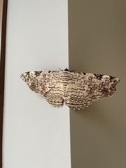 Thysania agrippina